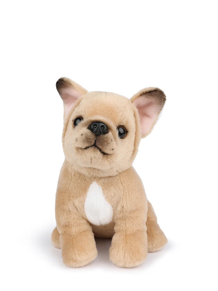 B.T. Chaps Philippe The French Bulldog