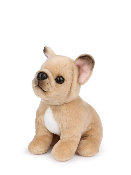 B.T. Chaps Philippe The French Bulldog