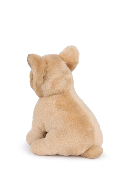 B.T. Chaps Philippe The French Bulldog