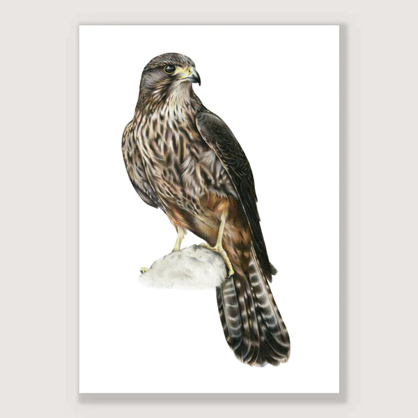 Kārearea Print - A4 / Unframed