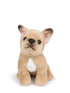 B.T. Chaps Philippe The French Bulldog