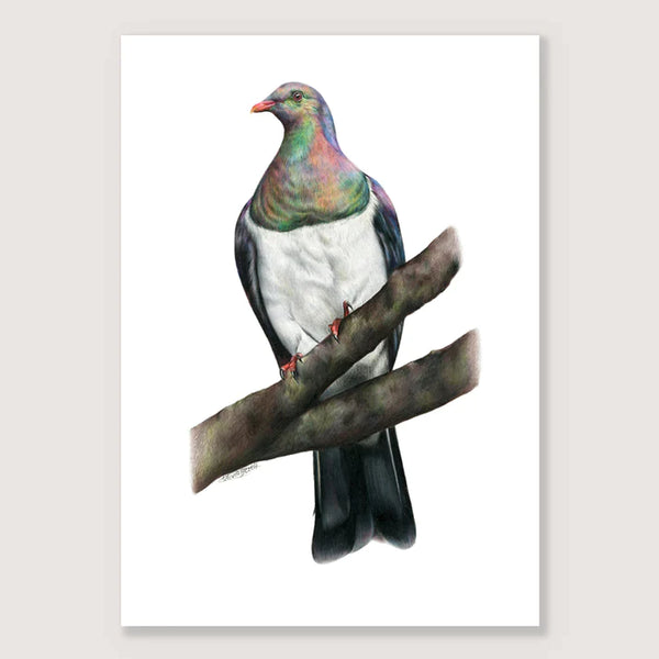 Kererū Print - A4 / Unframed