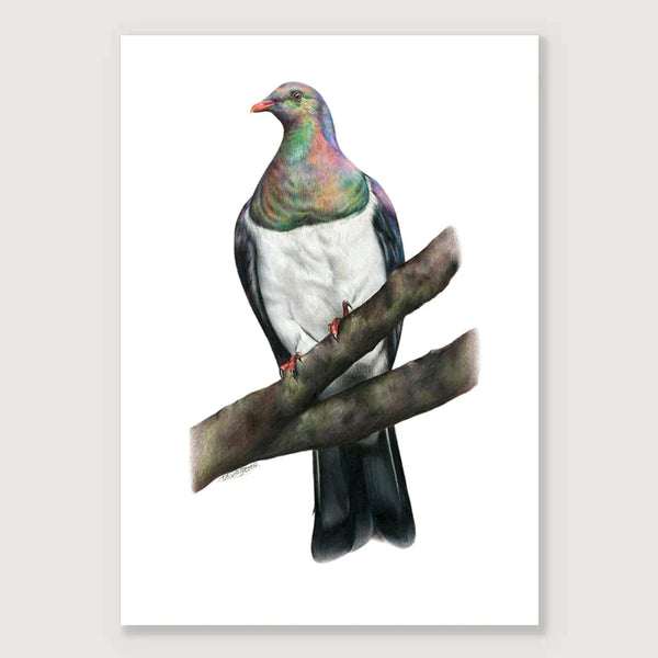 Kererū Print - A3 / Unframed