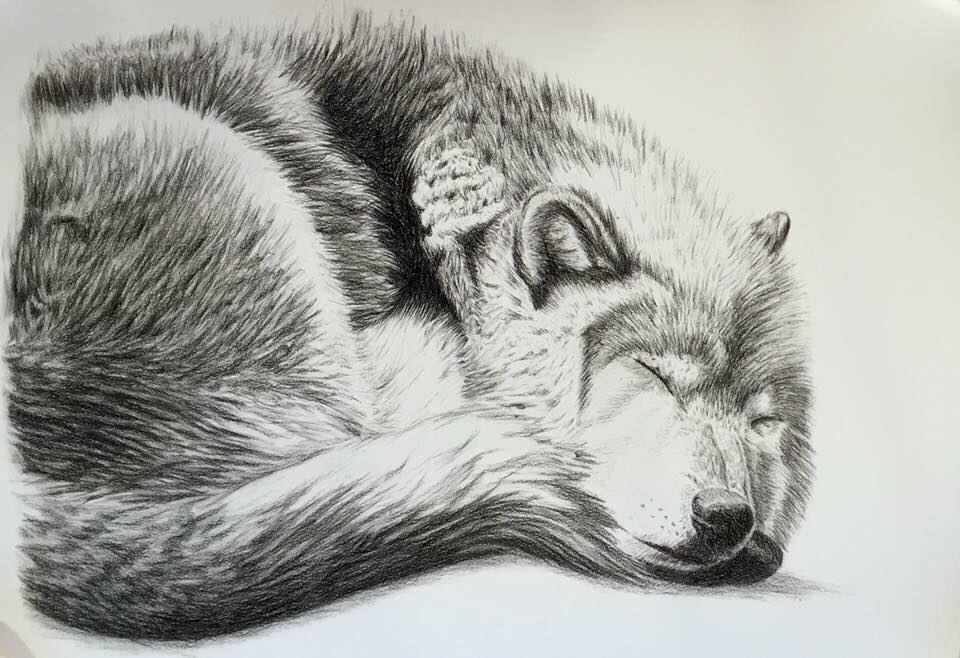 RM Sleeping Wolf Print