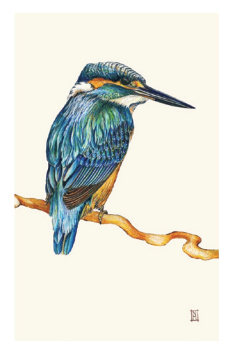 Print - Kingfisher A3