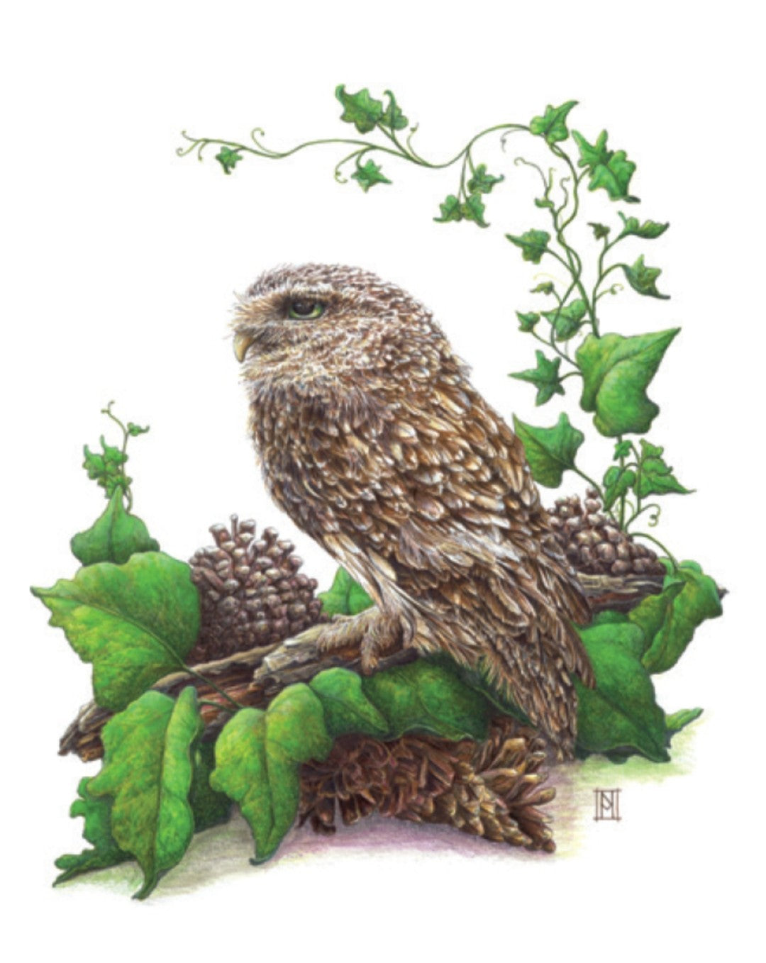 Print - Little Owl