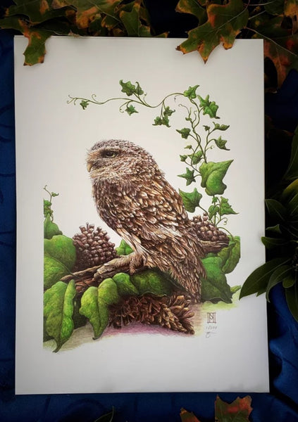 Print - Little Owl