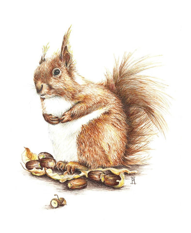 Print - Squirrel